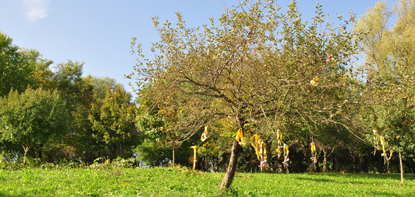 Parco Scout Cervignano 1°